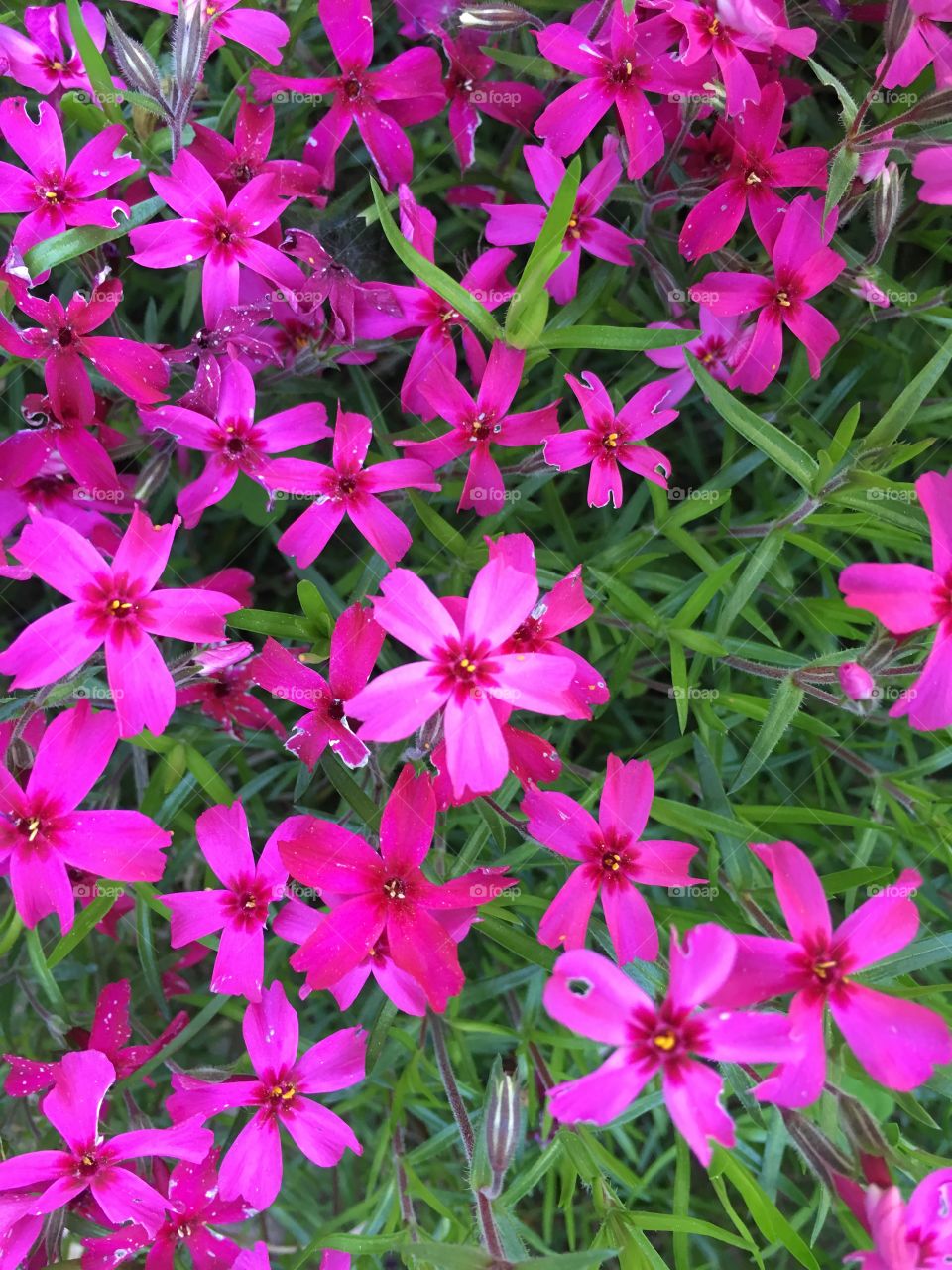 No edit. Phlox 