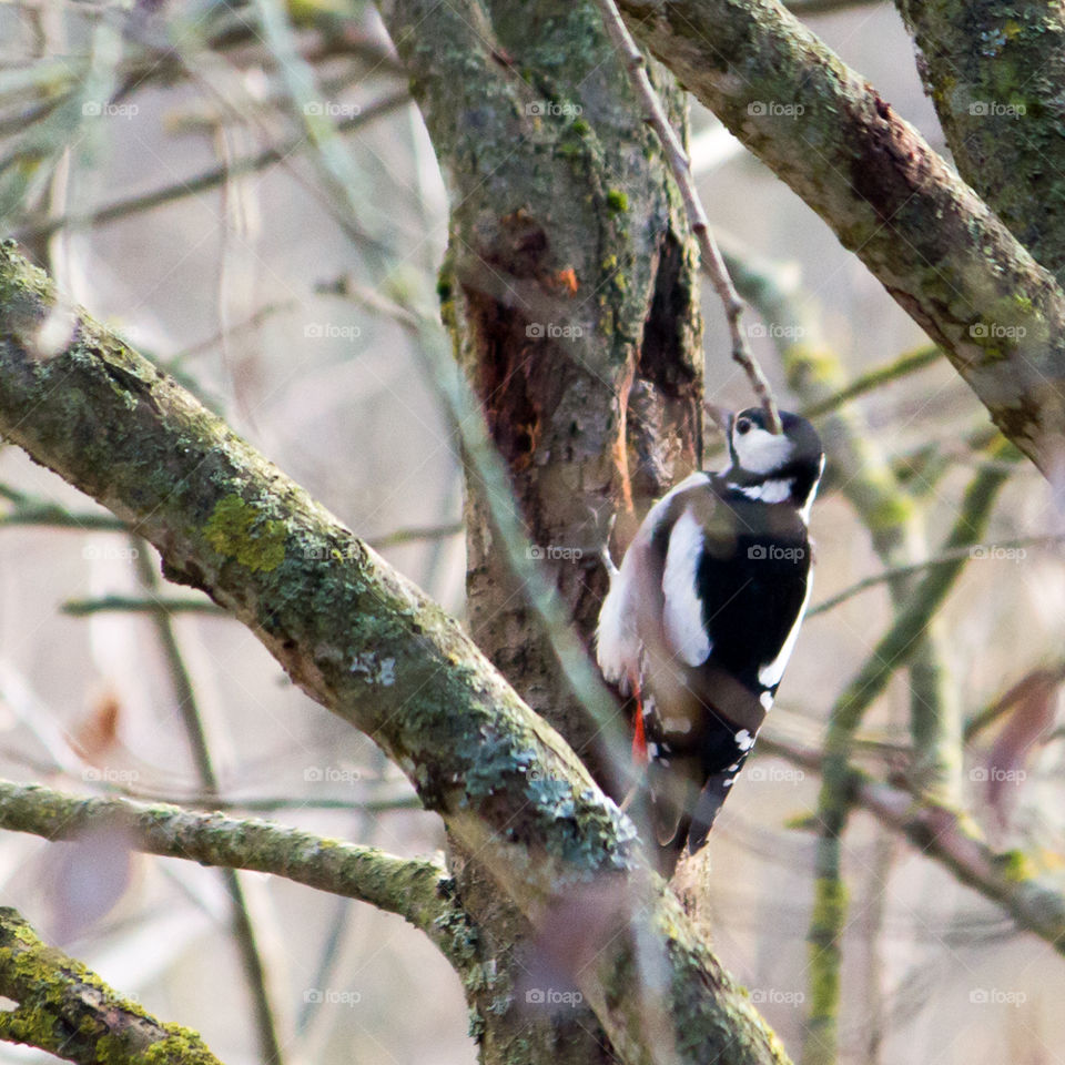 woodpecker in the woods