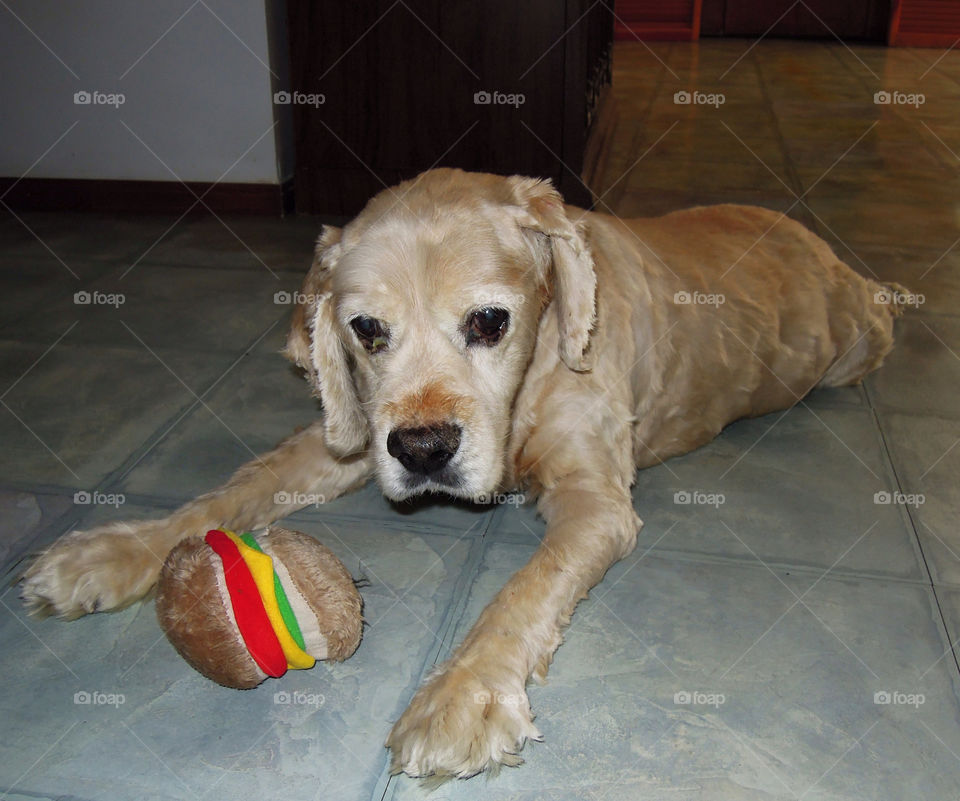 old spaniel lucky cocker by delvec