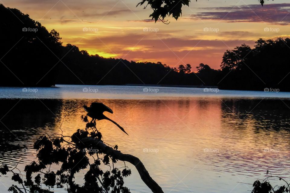 Foap, Silhouettes and Shadows: Silhouette of a great blue heron stretching its wings and neck at sunrise after roosting overnight. Lake Johnson Park, Raleigh, North Carolina. 