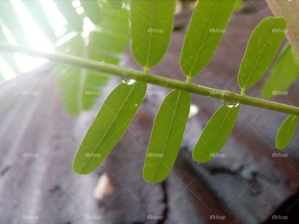 Drop Of Rain Water on Leaf