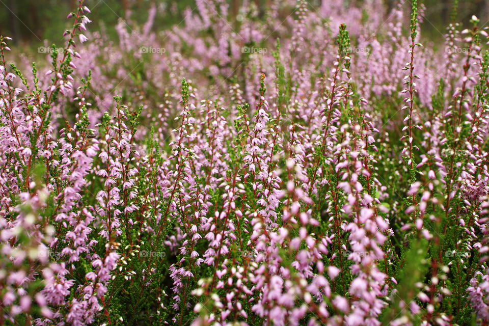 background with pink flowers on the forest