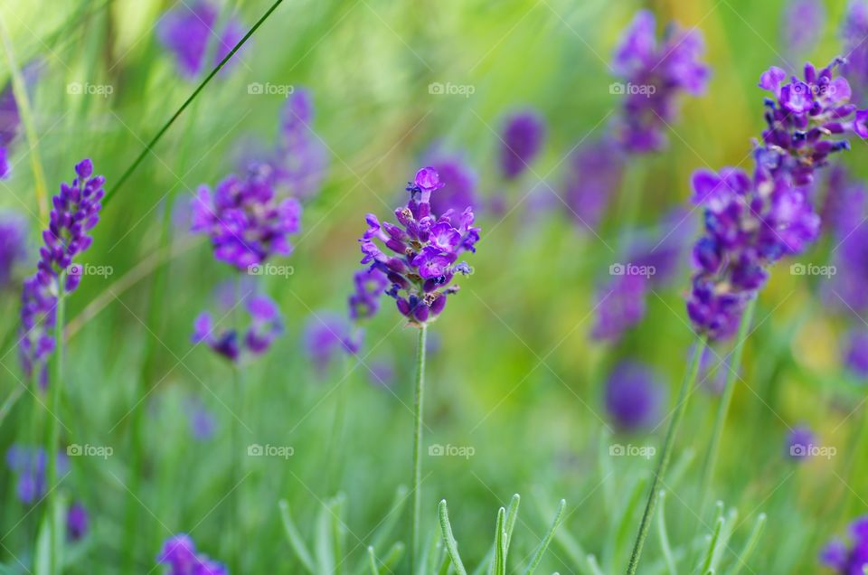 Purple flower field