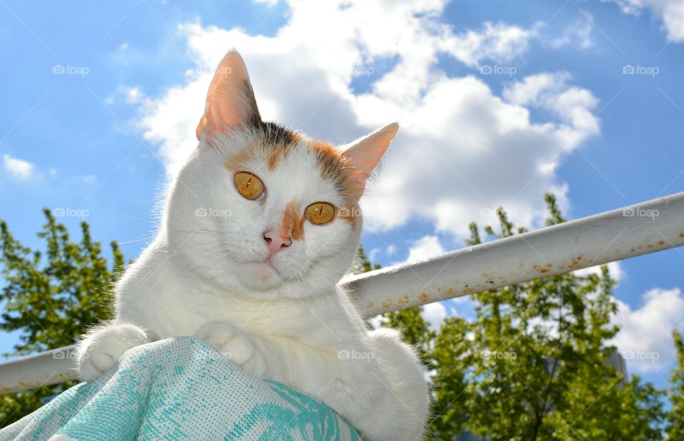 cat on a blue sky