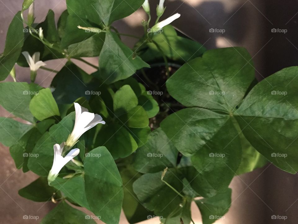 House plants in pots