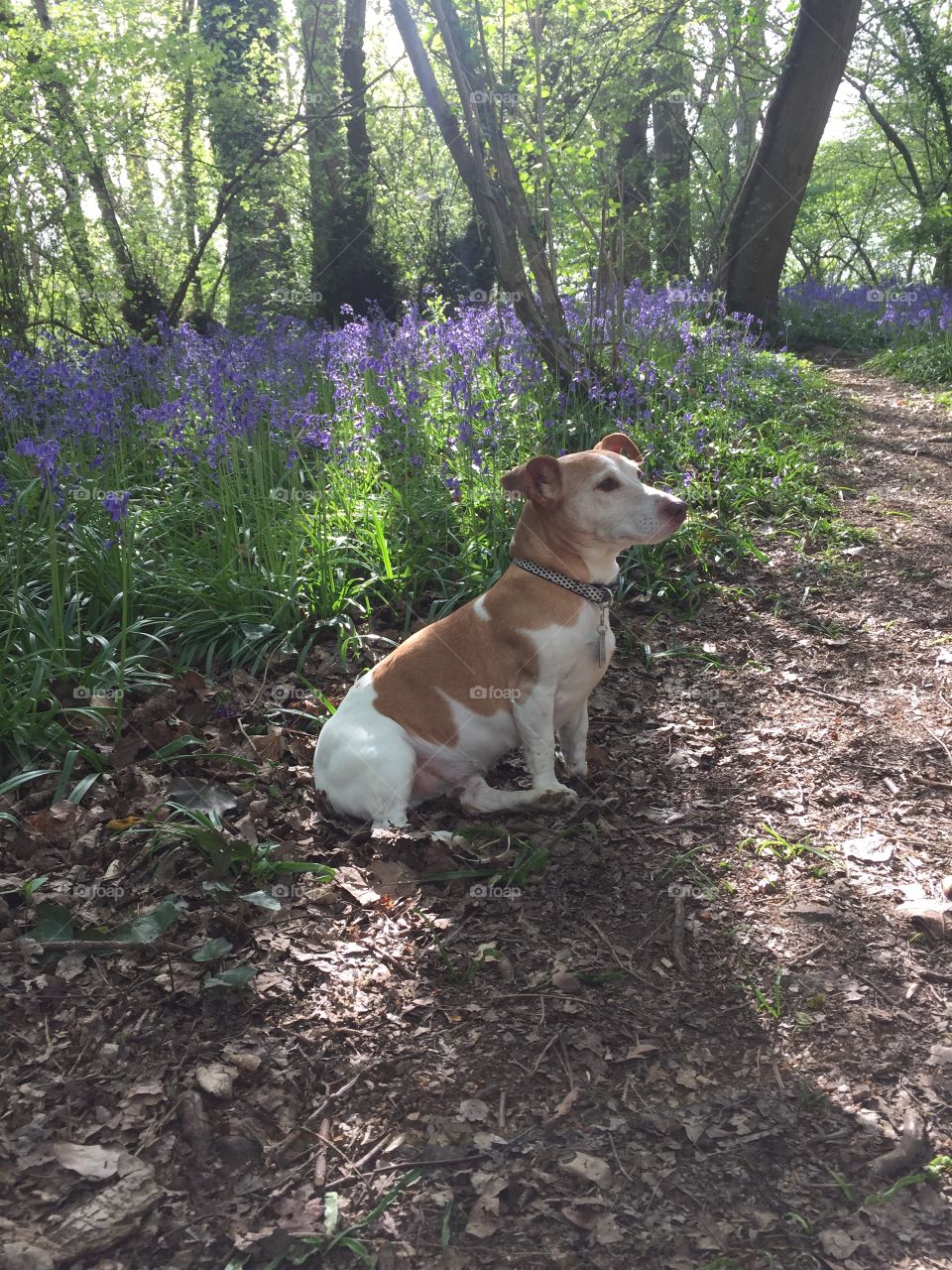 River of bluebells🥰