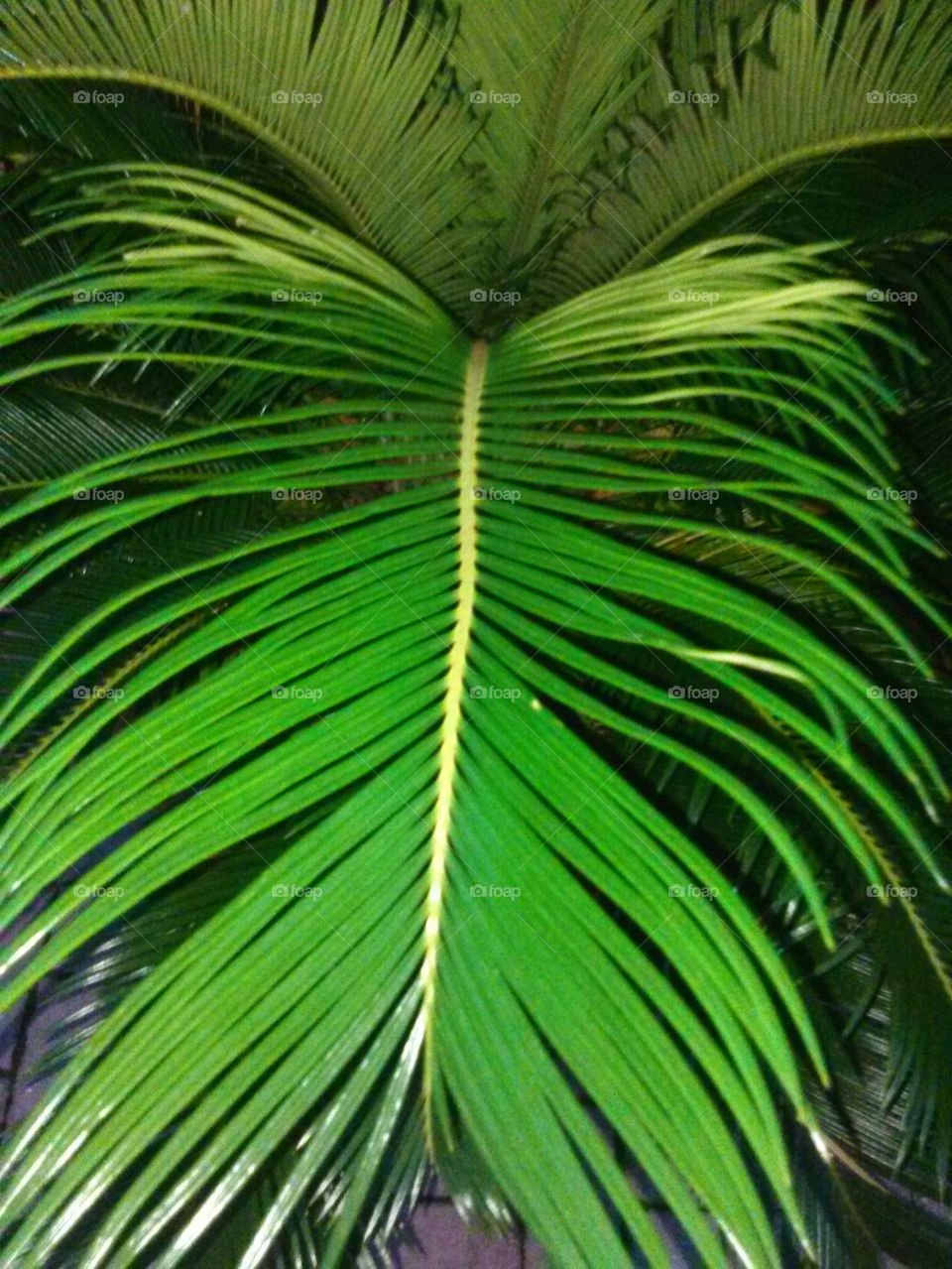 Green Long Leaf Plant