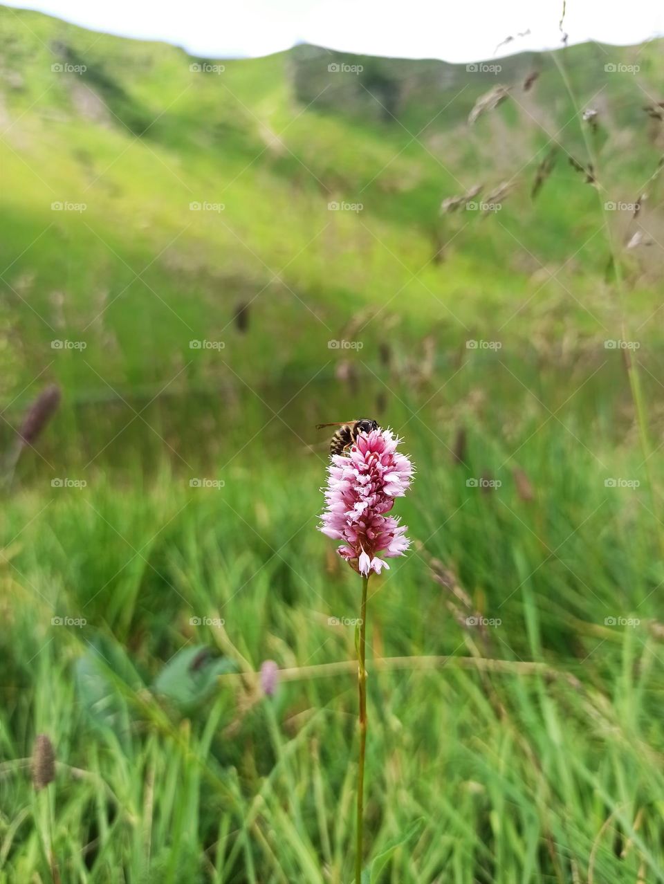 Your favourite travel destination
My beloved Carpathians. Green flower meadows. Cows with bells around their necks. Unforgettable trip across Ukraine. Mountains Dragobrat. Magnificent nature.