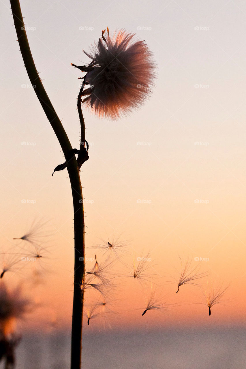 flower summer sunset seeds by jensryden