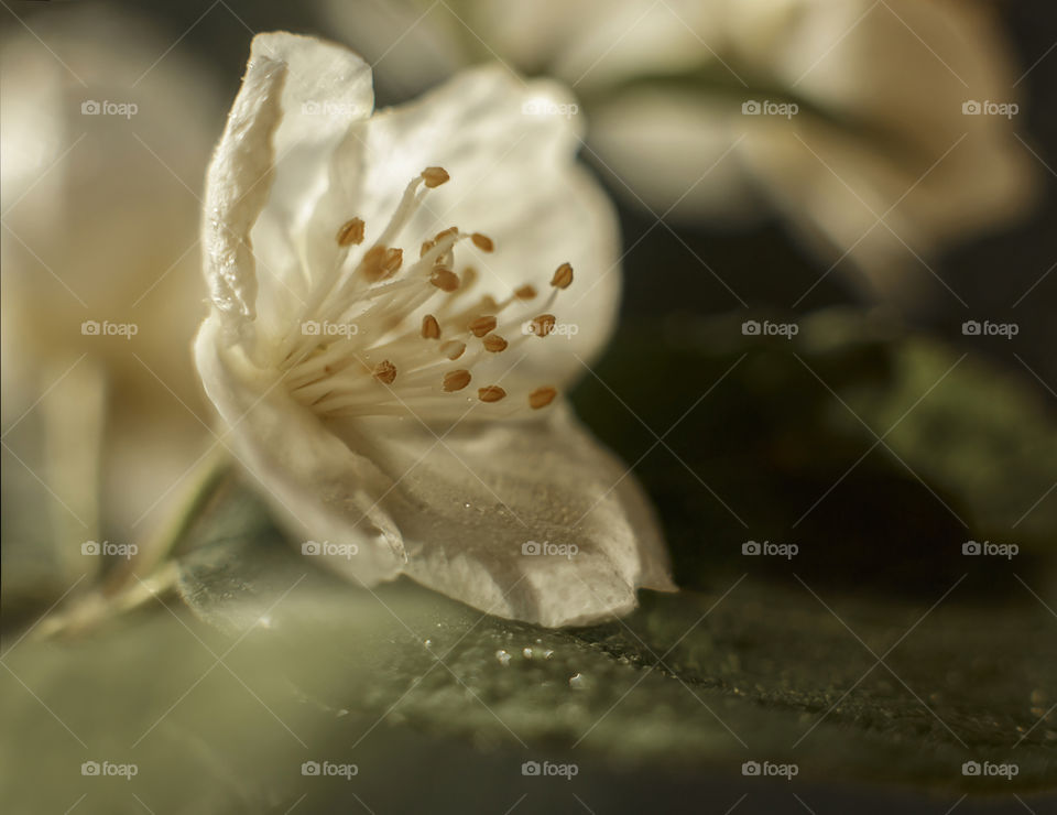 Jasmine close up in bokeh 