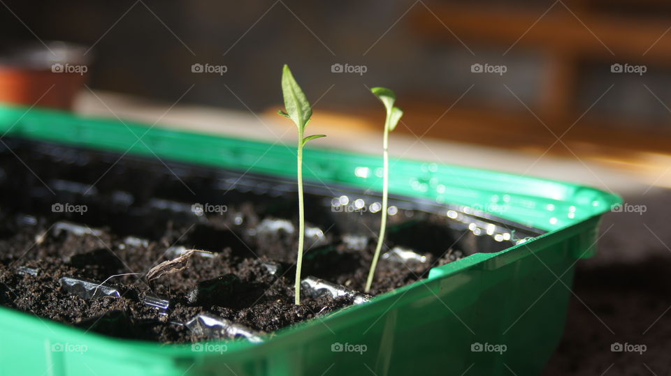 chilli seeds growing