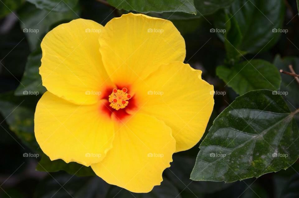 Yellow flower