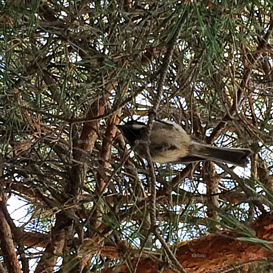 Little chickadee on a branch 