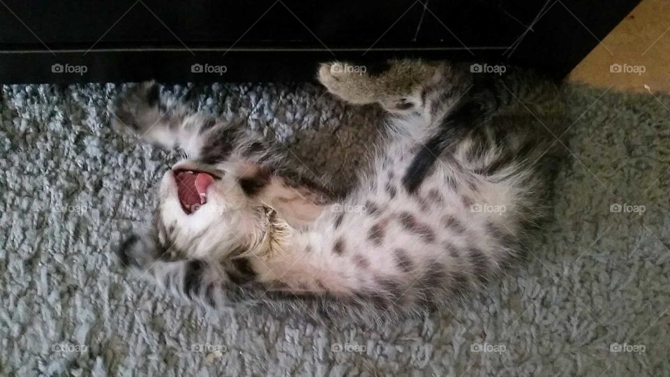 A yawning sleepy stretching tabby kitten