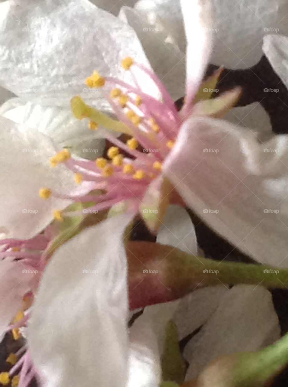 A close up photo of a cherry blossom flower.