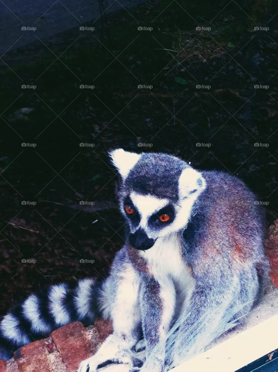 Lemur