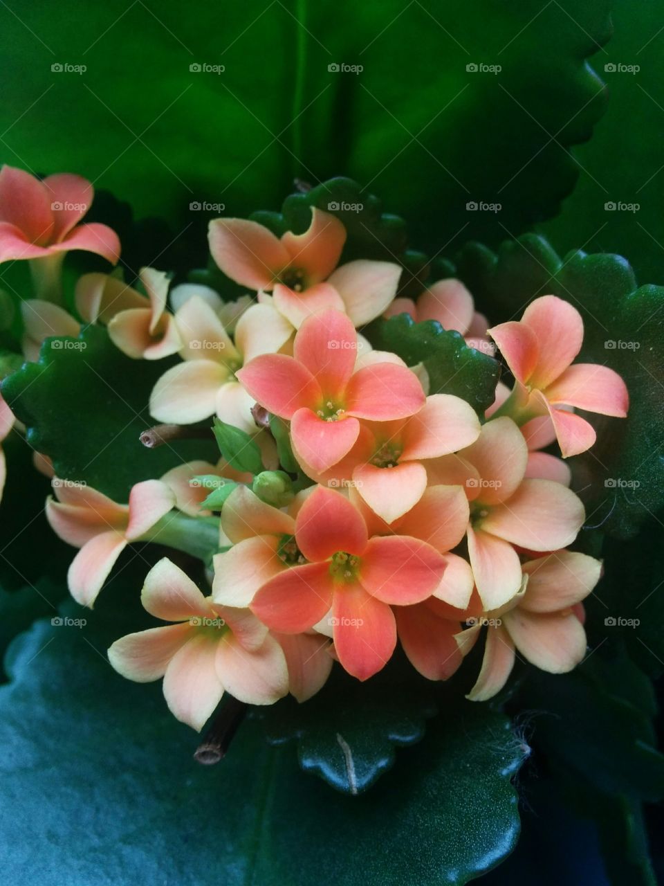 The flower of love and happines