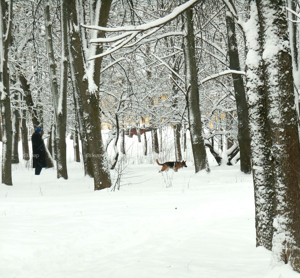 Winter, Snow, Wood, Frost, Cold