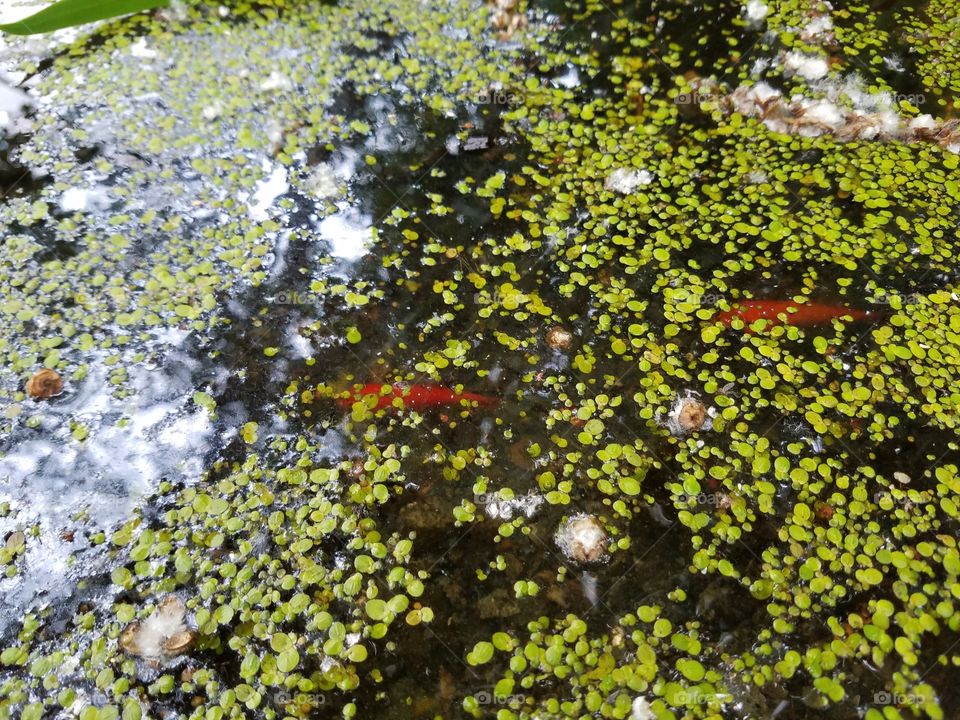 fish in pond 5/18/2016