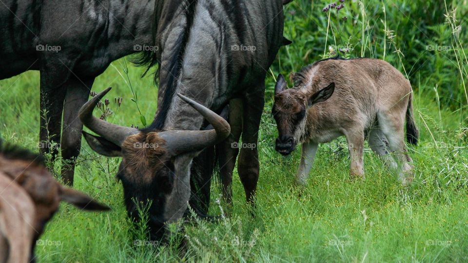 Blue wildebeest in new green summer grass with calf. 