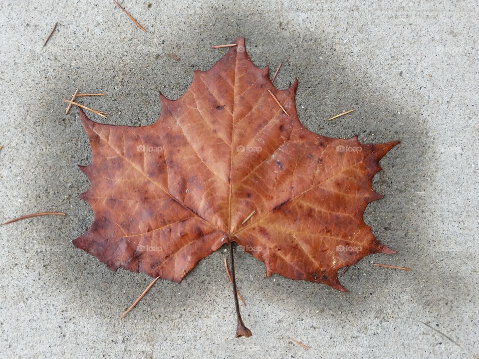 Maple leaf. Brown maple leaf. Colors of autumn.