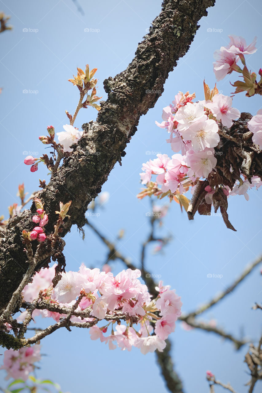 Cherry Blossom  