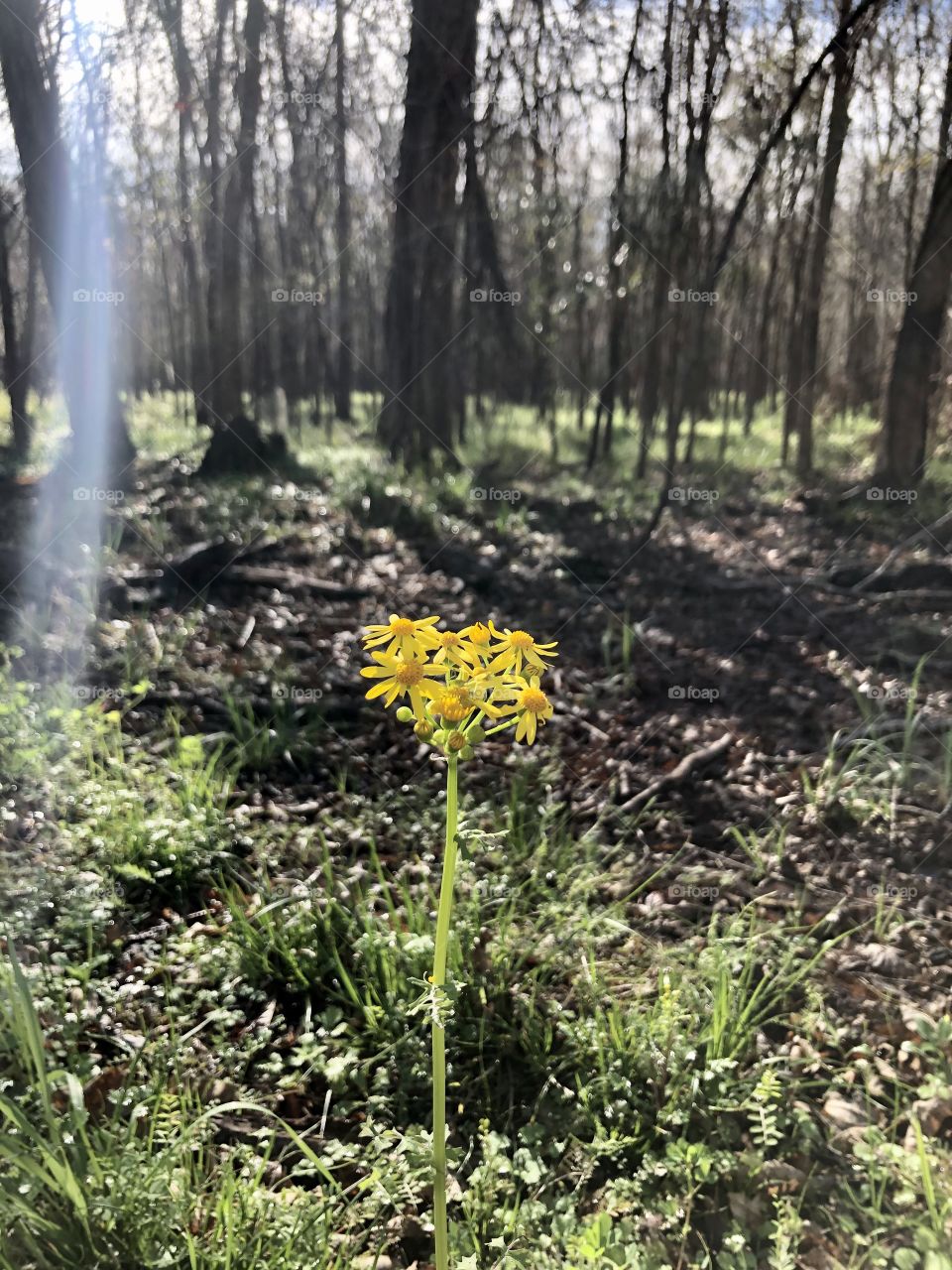 Nature, Flower, No Person, Leaf, Landscape