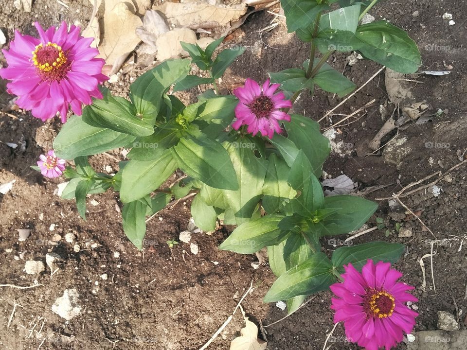 three beautiful pink flowers