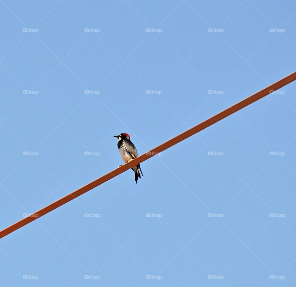 Woodpecker view in the great outdoors