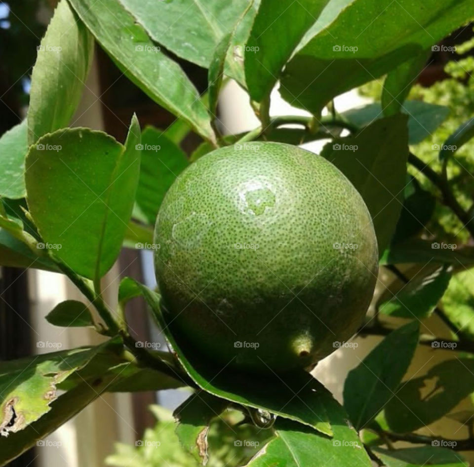 Lime in a tree