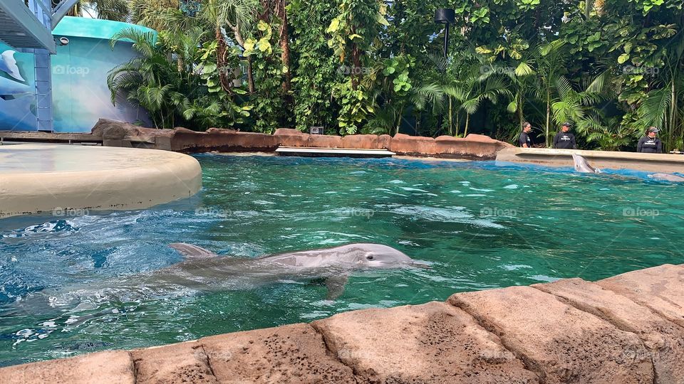 I once read watching fish swim soothes the human soul. I have come to know that watching dolphins swim does the same for me. #vlogger #Disneyvlogger #SeaWorldvlogger #day154 and #day3