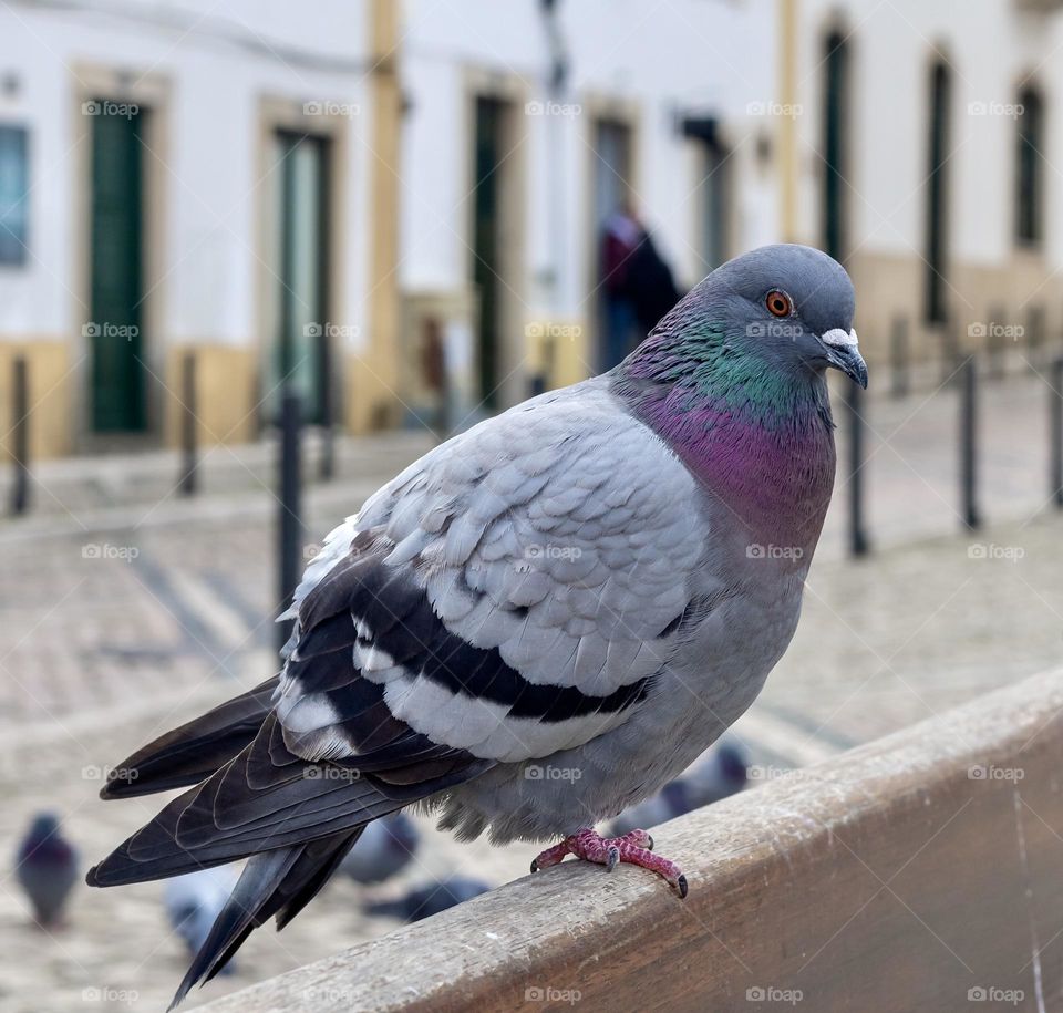 A friendly city pigeon poses for a photo as he perched on a bench 