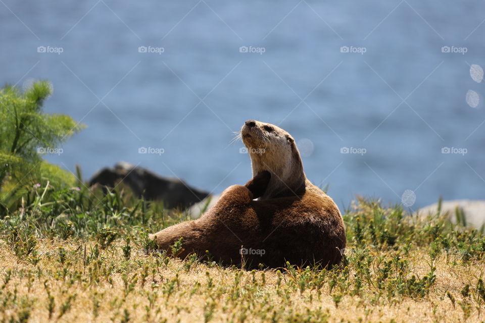 Otter resting on the ground by the ocean and scratching its neck 