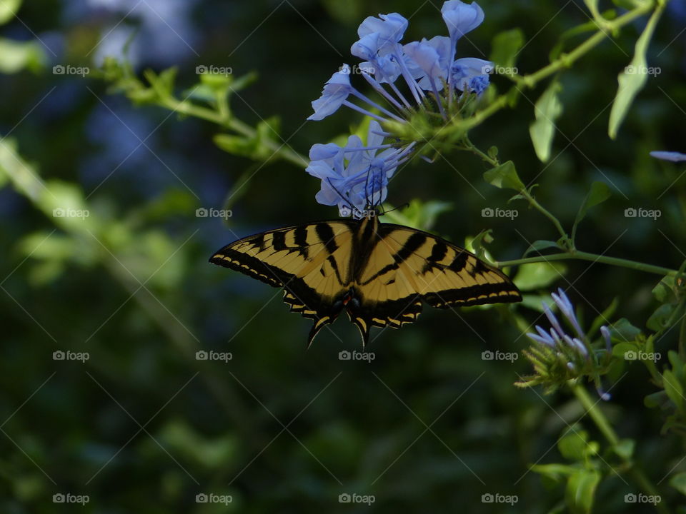 Distant view on yellow butterfly 