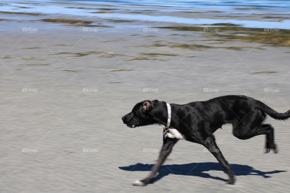 Dog on a beach