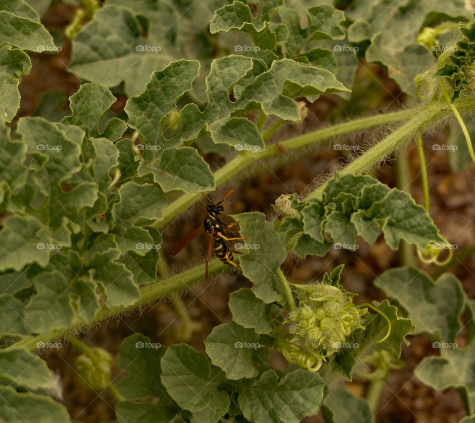 Yellow jacket in a watermelon plant