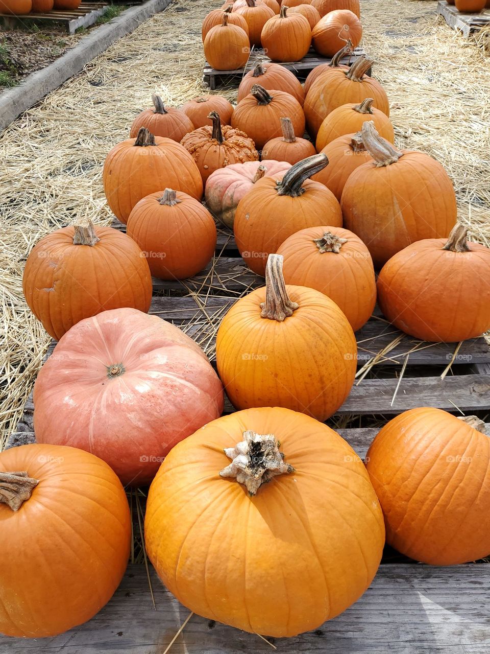 Fall pumpkin palooza!