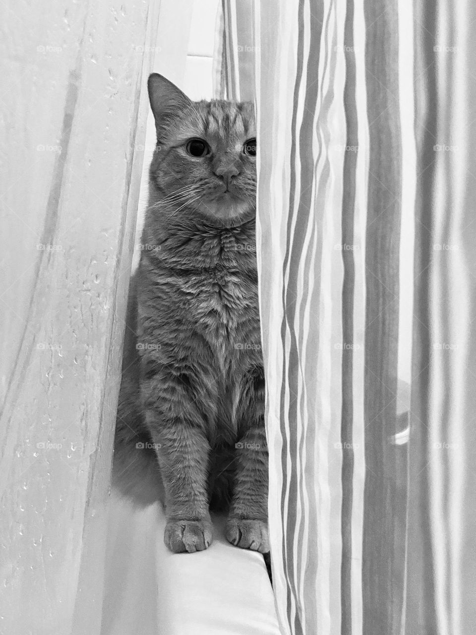 A tabby cat sitting on the edge of the bathtub in between the shower curtain and the liner