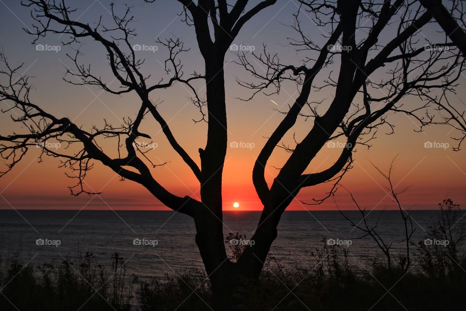 Silhouette of bare tree