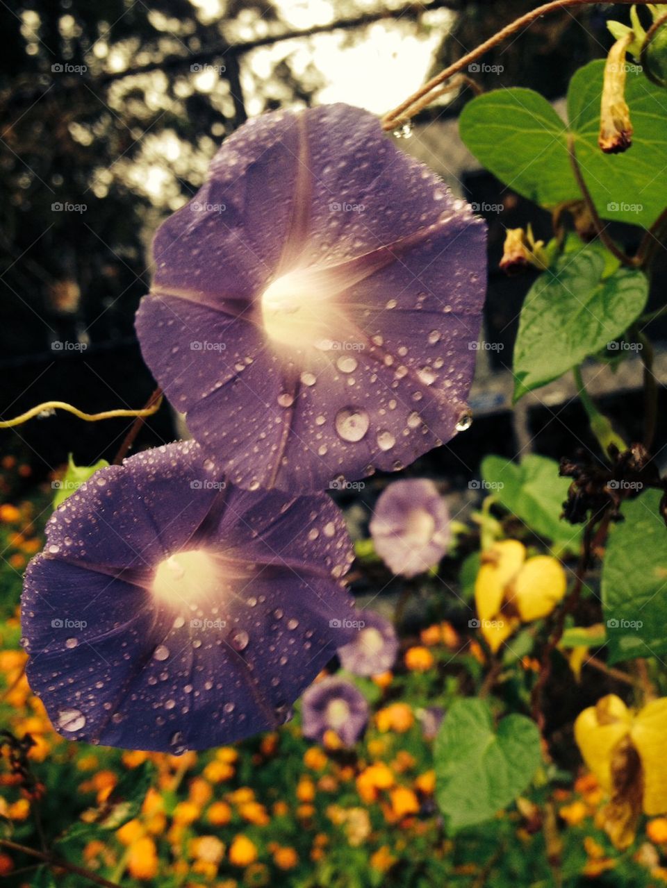 Morning glory in dew