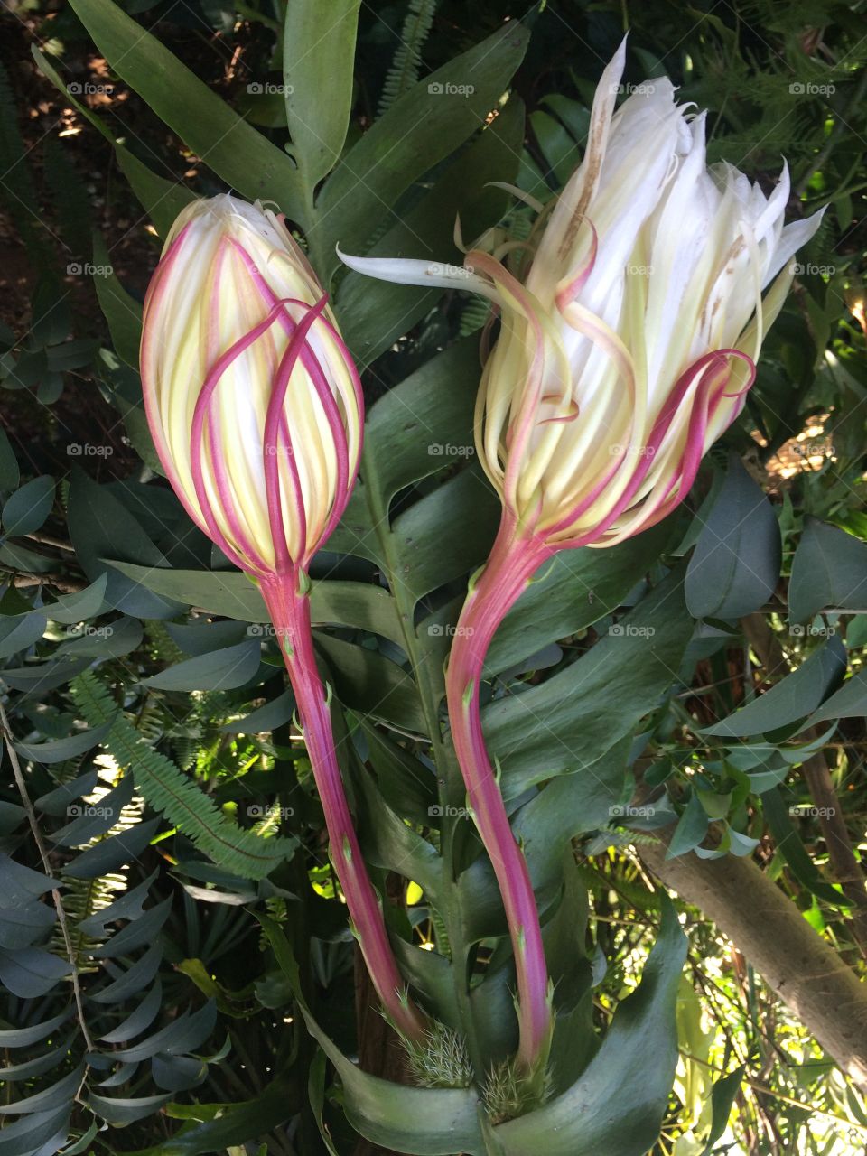 Flores que brotam no meu jardim