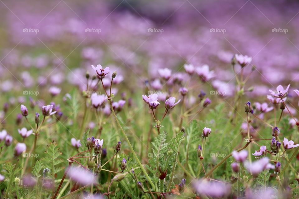 Purple flowering ground cover