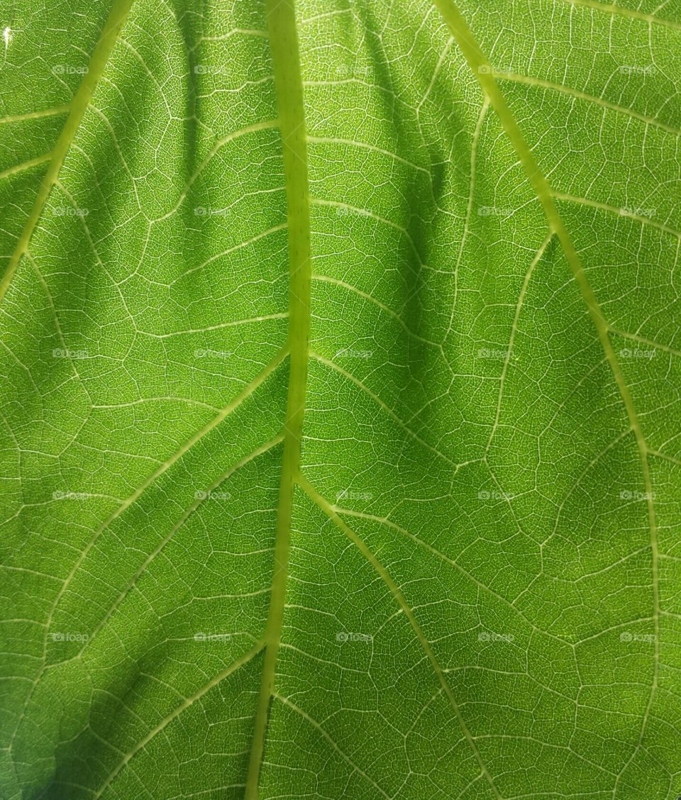 leaf anatomy