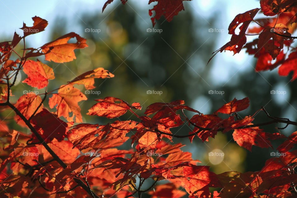 Fiery | Burning Leaves