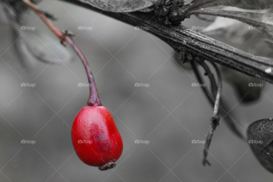 lonely bright red barberry berry on a black and white background