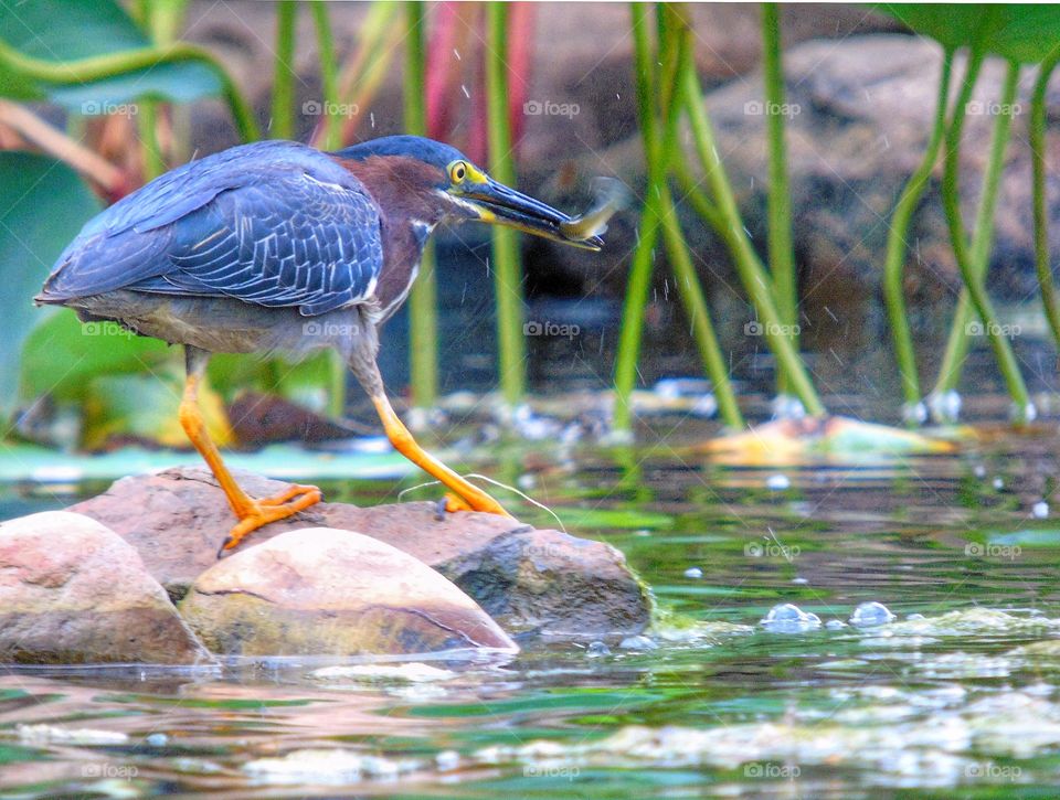 A heron with a fish in its mouth