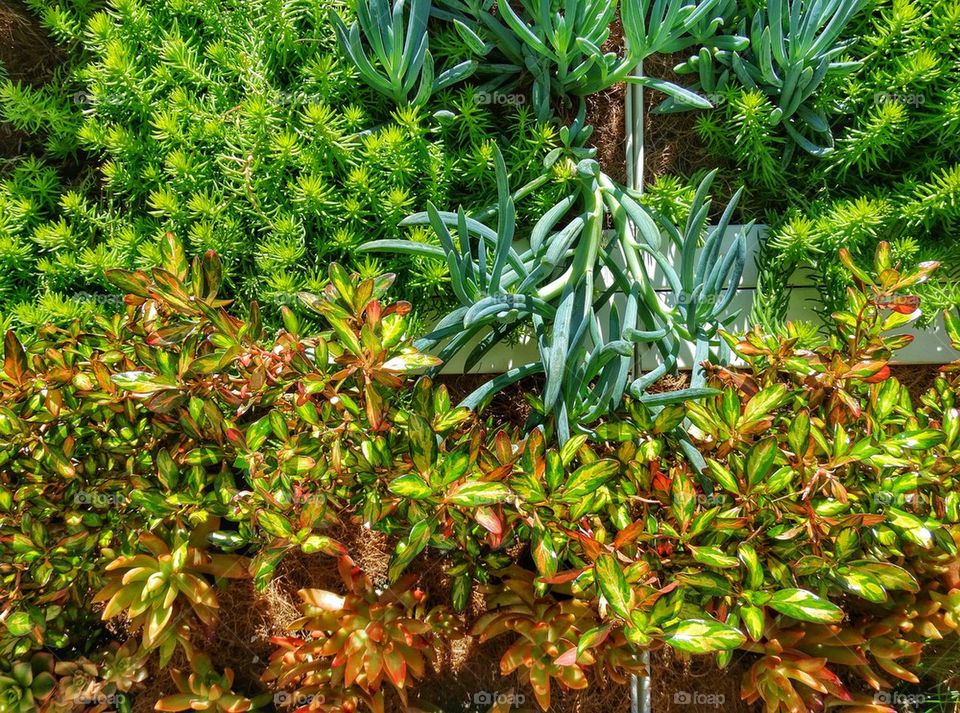 Drought-Tolerant Home Garden