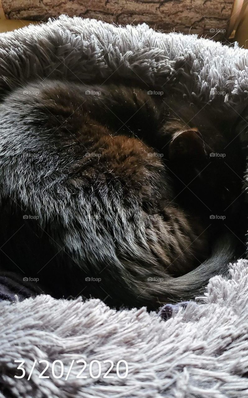 Black cat curled up in bed. Kitty sleeping in round cat bed & laying in a circle for warmth.