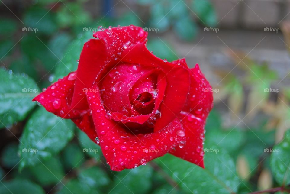 Red Rose. Taken right after a rain