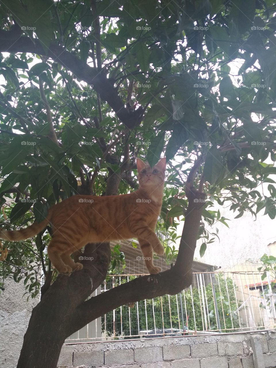 cute cat in portokall tree